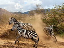 Tanzania-Tanzania-Kilimanjaro Big Game Trail